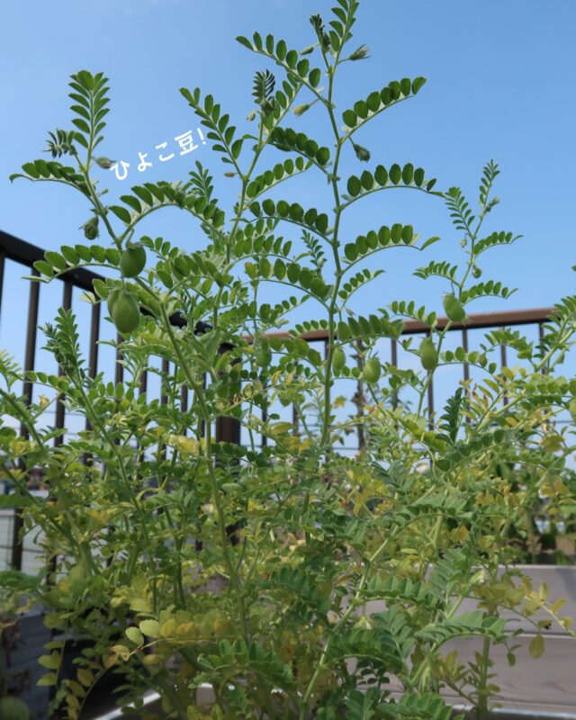 .
.
2年目を迎えたVIOLETTIの屋上菜園。

昨年の経験を活かして、レイズドベッドを3つ増やし、小さな屋上は緑でいっぱいになりました。

夏野菜も次々と収穫できるようになり、毎朝、屋上へ上がるのが楽しみになっています。

そして今年、初めて挑戦しているのが「ひよこ豆」。

写真の、このぷっくり膨らんだ小さな実。
ひとつのさやに1〜2粒しか入っていない、とても貴重なお豆です。

「今日も元気に育ってるかな。」
「お花、また増えてる！」

そんな小さな変化が嬉しくて、毎日の水やりが楽しみになりました。

昨年から始めた
「東京のベランダで、一からカレーライスをつくる」というプロジェクト。
@tokyo_veranda_curry 

野菜やスパイス、お米を育て、コンポストで土を育て、循環を体験しながら、最後はみんなでカレーをいただく。

最初は「本当にできるのかな？」と思っていました。

思うようにいかないこともたくさんありました。

忙しくて何日も屋上へ上がれなかったり。（屋上に上がるだけなのに！）
水やりを忘れてしまったり。
なにものかに食べられてしまったり。
元気に育たず終わってしまった野菜もありました。

でも、その失敗も全部ひっくるめて「育てる」ということなんだと、植物たちから教えてもらった気がしています。

先日、VIOLETTIもサテライト会場として参加したドキュメンタリー映画

『夢みる給食』
『いただきます ここは、発酵の楽園』の上映会で、トークゲストの「菌ちゃん先生」こと吉田俊道さんのお話を伺いました。

「オーガニック給食をもっと広げるために何ができる？」

そんなみなさんからの質問に対して先生がおっしゃった答えは、とてもシンプルでした。

「まずは、自分で一つでも野菜を育ててみること。」

その言葉が、とても心に残っています。

買うことが当たり前になった今。
一粒の種が芽を出し、土の力で育ち、食べものになるまでを知る機会は、少なくなっていると思います。

食べものは「買うもの」ではなく、たくさんの命や時間の積み重ねでできていること。

それを頭ではなく身体で感じることが、食のことも、環境のことも、そして子どもたちの未来も変えていく一歩になるのだと、私も感じています。

そしてもうひとり、私が大好きなサティシュ・クマールさんは、

自然とのつながりを感じ、土に触れ、植物を育てることこそが、「平和」へのもっとも身近で具体的な行動だと伝え続けています。

土壌（Soil）
魂（Soul）
社会（Society）

この3つは決して別々ではなく、すべてつながっています。
土を育てることは、自分の心を育てること。
そして、その心が人とのつながりを育て、社会を育てていく。

大きな社会運動を起こさなくてもいい。
難しい環境問題を語らなくてもいい。

まずは、自分の手で土に触れ、小さな植物を育ててみる。

その日常の小さな行為の中にこそ、平和の種がある。

そんなサティシュさんの言葉をわたしはいつも思い出して、勇気をもらっています。

会社員だった頃とはまったく違う毎日。
お店を始めてからは、慣れないことの連続で、目の前のことをこなすだけで精一杯で、心にも時間にも余裕がなくなってしまう。

そんなわたしにとっても、植物を見守る時間は、少しずつ心を整えてくれる大切な時間になりました。

だから、もしよかったら。

一緒に育ててみませんか！

お庭がなくても大丈夫。
広い畑がなくても大丈夫。

ベランダでも、玄関先でも、窓辺でも。
小さなプランターひとつからでも十分です。

何かひとつ育ててみるだけで、毎日の景色はきっと変わります。

「東京のベランダで一からカレーライスをつくる」の活動は、

東京に住むわたしたちの　ゆるいコミュニティ。

部費もかからないし、いつからでも参加できます。

一緒に育てて、一緒に学んで、一緒に楽しめる仲間が少しずつ増えたら、とても嬉しいです。

▪️ お問い合わせ
VIOLETTI
東京都練馬区羽沢2-1-7 エシカルハウス
（新桜台駅1番出口より徒歩1分）

一般社団法人 ZeroWaste Circular Community（ZWCC）
℡ 050-1311-4129
✉️ hello@zwcc.jp

そして、育てた先にはもう一つのお楽しみがあります！

春の「はじまりのカレー」には、本当にたくさんの方がシャンさんのスリランカカレーを食べに来てくださいました。

お越しいただいたみなさま、本当にありがとうございました！

愛情を込めて育ててきた夏野菜たちを使った、シャンさんのスペシャルなヴィーガンスリランカカレーの日程が決まりました。
@ceylonspot 

▪️日時
8月30日（日）

今からとても楽しみです。

今回もゆったりお楽しみいただけるよう、予約制とさせていただきます。

▪️予約
7月26日（日）20:00より受付開始

ご予約方法などの詳細は、あらためてお知らせいたします。

ぜひ一緒に、育てる喜びも、食べる喜びも、味わっていただけたら嬉しいです。